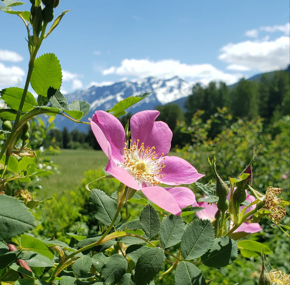 WILD ROSE BUTTER - BOREAL FOLK